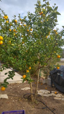 20161219_123515_HDR.jpg