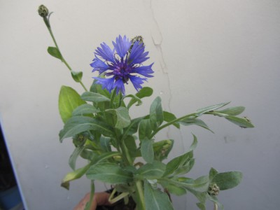 IMG_1113.JPG (171.41 KiB) נצפה 3283 פעמים IMG_1113.JPG