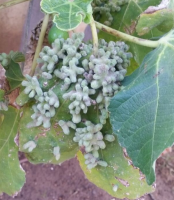 FIG.png