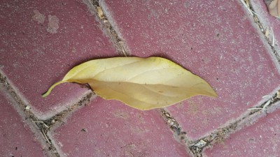 IMG-20170413-WA0003.jpg