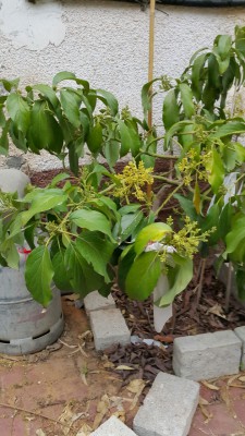 IMG-20170413-WA0000.jpg