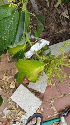 IMG-20170413-WA0002.jpg