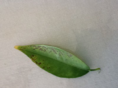 image.jpg (155.26 KiB) נצפה 4774 פעמים image.jpg