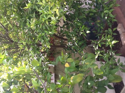 image.jpg (332.09 KiB) נצפה 4760 פעמים image.jpg