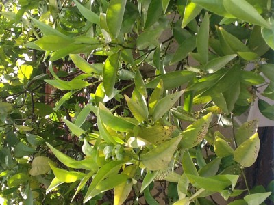 image.jpeg (342.11 KiB) נצפה 4760 פעמים image.jpeg