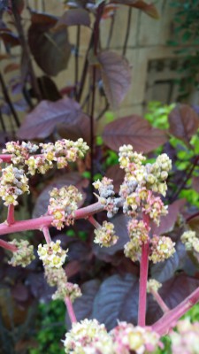 2017-05-02 10.51.42.jpg