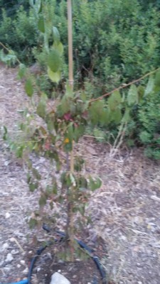 שזיף מטלי - קומל.jpg (77.71 KiB) נצפה 2798 פעמים שזיף מטלי - קומל.jpg