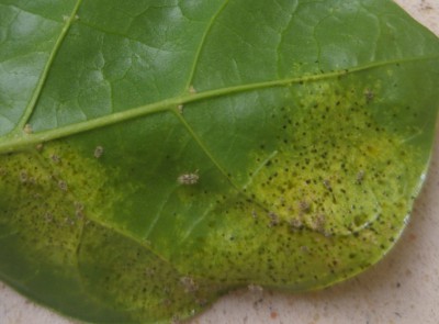 sketch-1501660163584-1.jpg (227.32 KiB) נצפה 3513 פעמים sketch-1501660163584-1.jpg