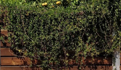 30946219_1005710812940964_67773286_o.jpg (249.88 KiB) נצפה 7034 פעמים 30946219_1005710812940964_67773286_o.jpg