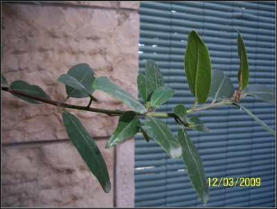 011.JPG (154.28 KiB) נצפה 8885 פעמים 011.JPG