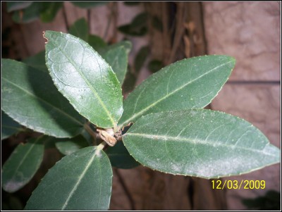 012.JPG (163.13 KiB) נצפה 8885 פעמים 012.JPG