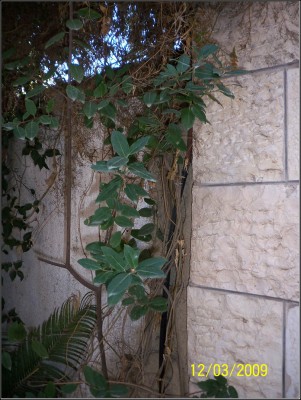 013.JPG (227.13 KiB) נצפה 8886 פעמים 013.JPG