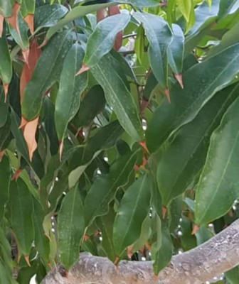 New Doc 2018-05-27_1.jpg (28.14 KiB) נצפה 2934 פעמים New Doc 2018-05-27_1.jpg