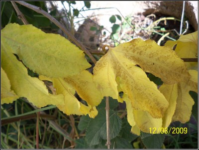 014.JPG (212.62 KiB) נצפה 8883 פעמים 014.JPG