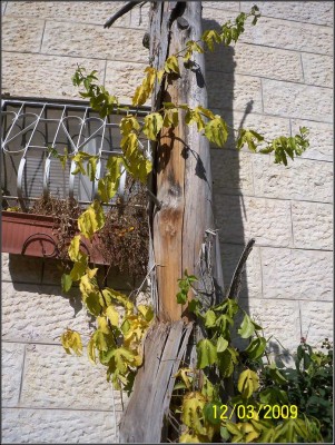 015.JPG (231.58 KiB) נצפה 8884 פעמים 015.JPG