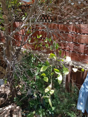 IMG-20180609-WA0006.jpg