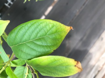 IMG_6618.jpg (61.13 KiB) נצפה 2466 פעמים IMG_6618.jpg