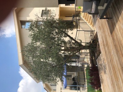olive three.jpg (113.1 KiB) נצפה 1928 פעמים olive three.jpg