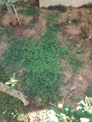 IMG_20190709_173258-1.jpg (1.17 MiB) נצפה 2562 פעמים IMG_20190709_173258-1.jpg