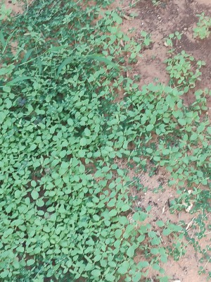 IMG_20190709_173311-1.jpg (1.18 MiB) נצפה 2562 פעמים IMG_20190709_173311-1.jpg