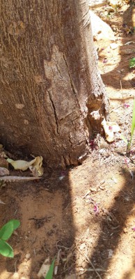 IMG-20190731-WA0031.jpg (277.79 KiB) נצפה 3676 פעמים IMG-20190731-WA0031.jpg