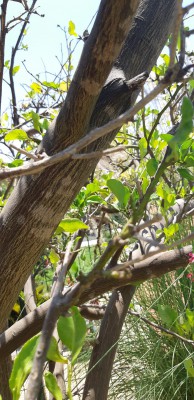 IMG-20190731-WA0027.jpg (254.23 KiB) נצפה 3670 פעמים IMG-20190731-WA0027.jpg