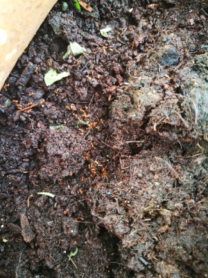 IMG_20201105_082513.jpg (2.46 MiB) נצפה 1985 פעמים IMG_20201105_082513.jpg