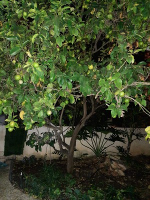 עץ לימון 2.jpg
