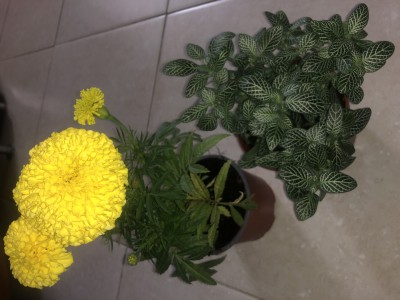 74B8019E-6E24-42AE-9C2F-0C9E8705C375.jpeg (2.18 MiB) נצפה 2112 פעמים 74B8019E-6E24-42AE-9C2F-0C9E8705C375.jpeg