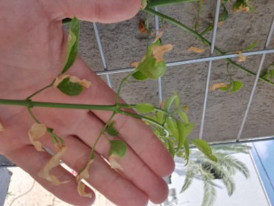 16578856265573936535435957053906.jpg (1.54 MiB) נצפה 3737 פעמים 16578856265573936535435957053906.jpg