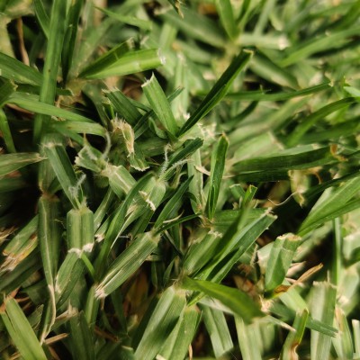 דשא קוקויה 2.jpeg