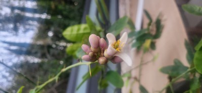 20241106_164703.jpg (2.02 MiB) נצפה 12199 פעמים 20241106_164703.jpg