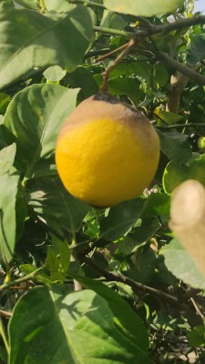 WhatsApp Image 2025-11-02 at 12.15.35.jpeg