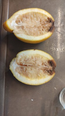 WhatsApp Image 2025-10-31 at 13.20.55.jpeg