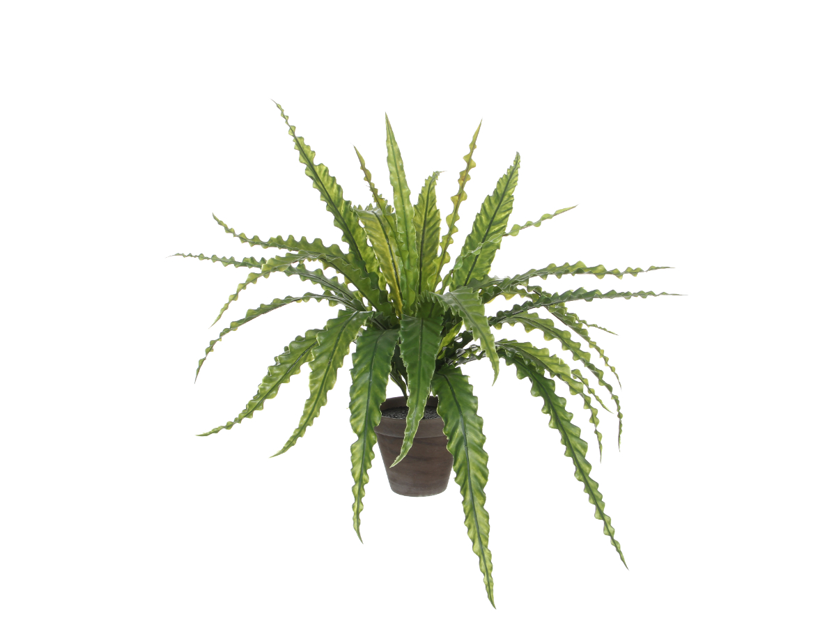 צ.מ- אספלנון - 54X66 ס"מ