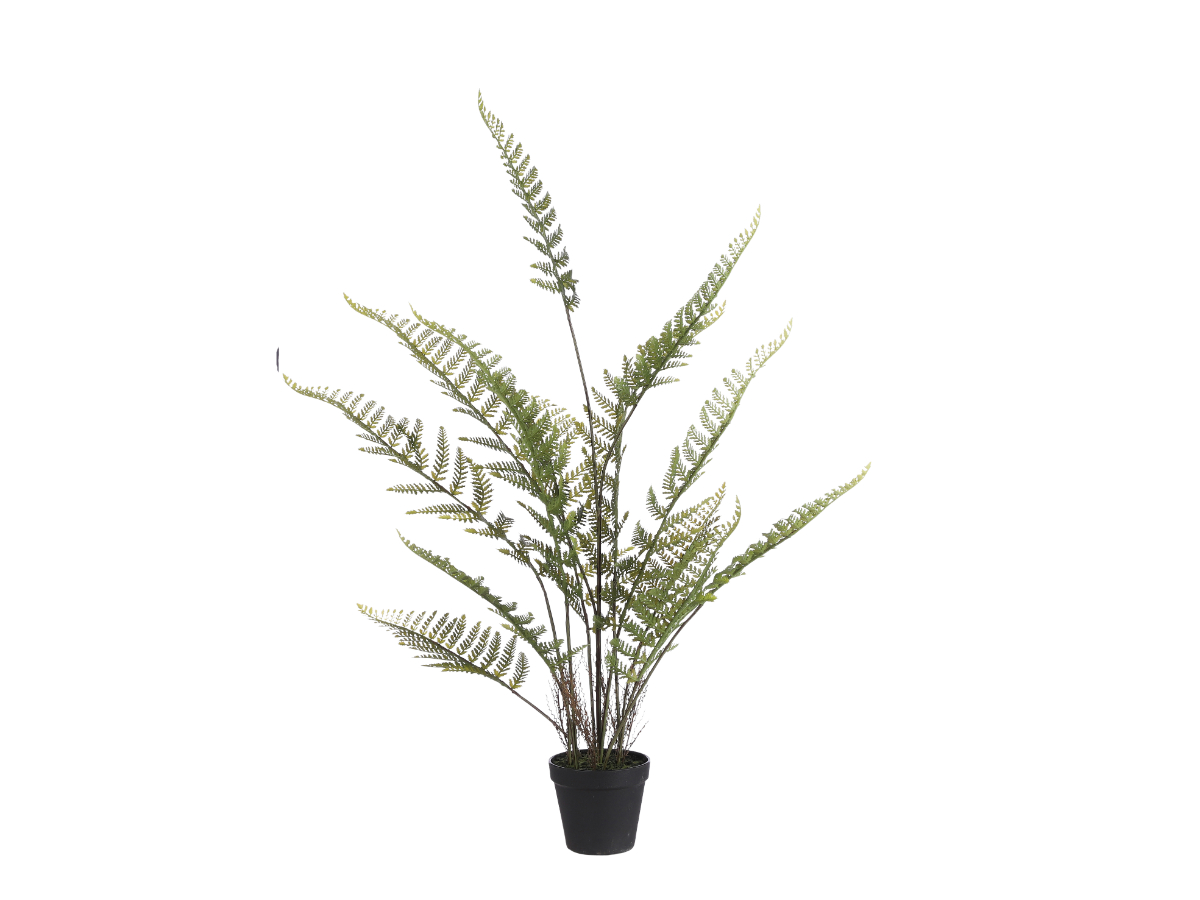 צ.מ- דקל בעציץ 91X50 ס"מ