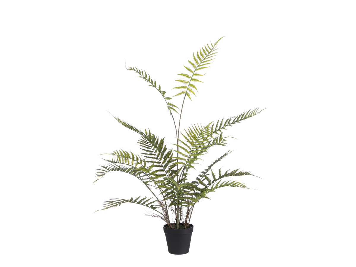 צ.מ- שרך בעציץ 91 ס"מ 2.0