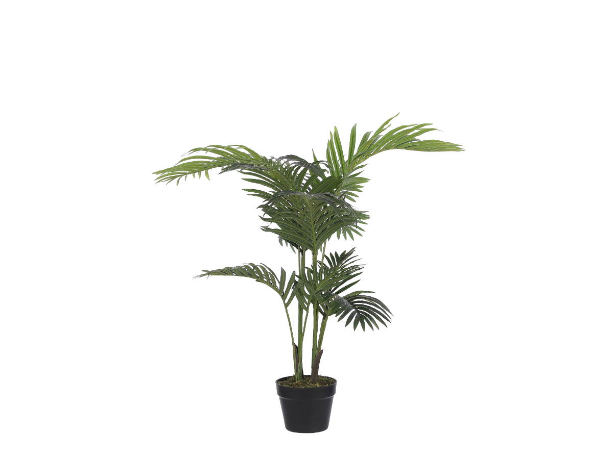 צ.מ- דקל אריקה בעציץ 100 ס"מ