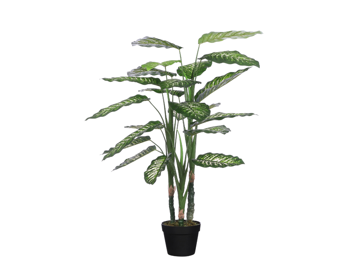 צ.מ- דיפנבכיה בעציץ - 100 ס"מ