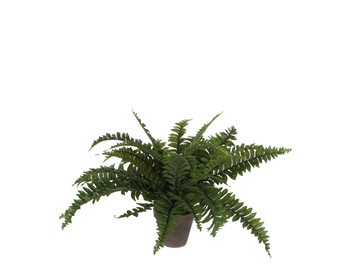 צ.מ- שרך בוסטון בעציץ 50X42 ס"מ