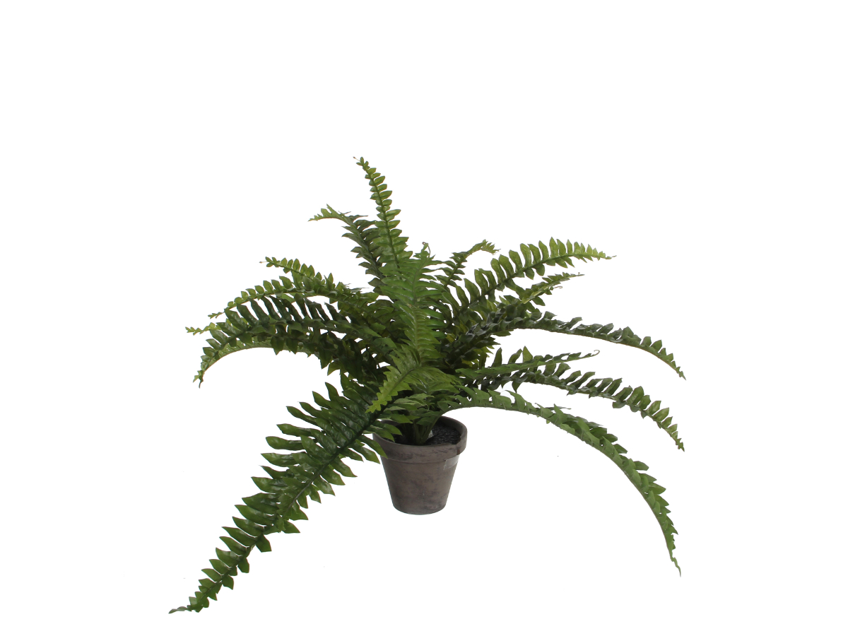 צ.מ-שרך בוסטון בעציץ אפור 45X35 ס"מ