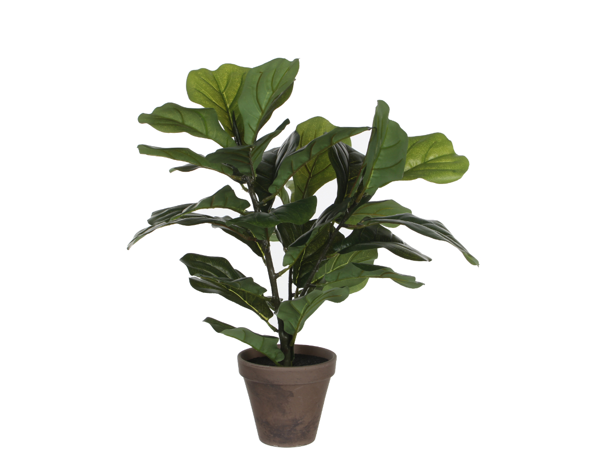 צ.מ- פיקוס כינורי 45 ס"מ