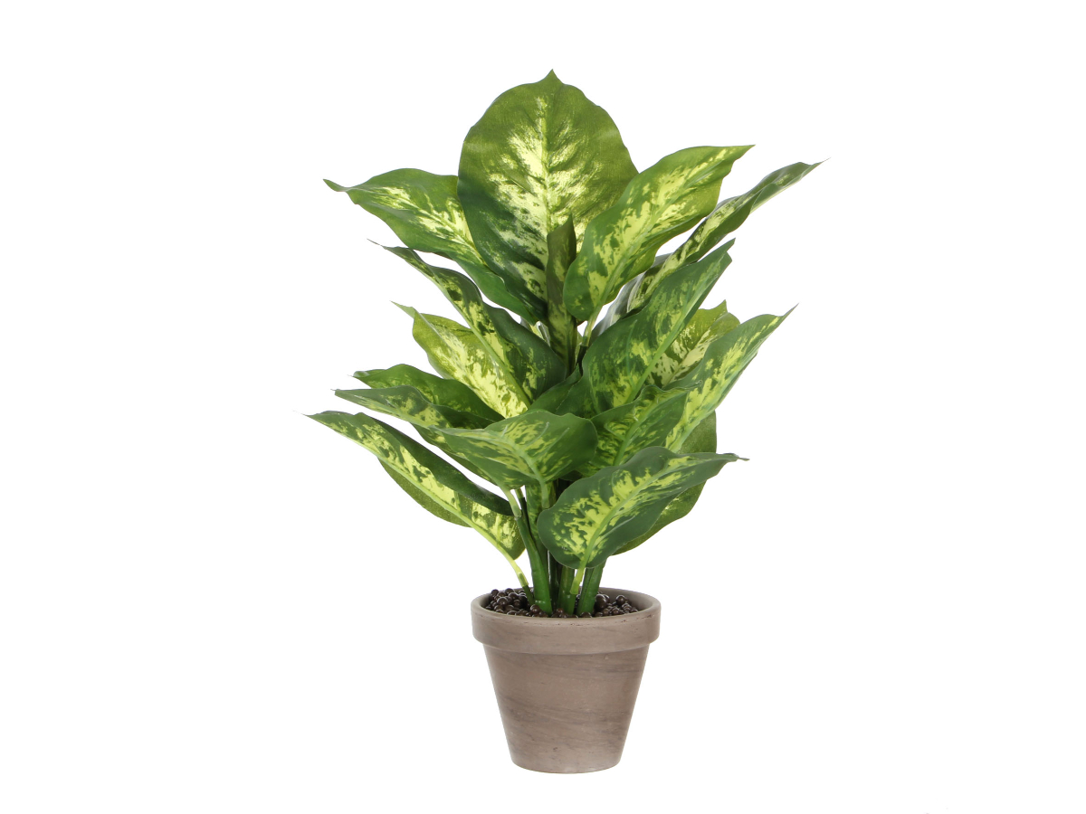 צ.מ-דיפנבכיה בעציץ אפור 4