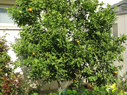 הדר מנדרינה מיכל - 25 ל'