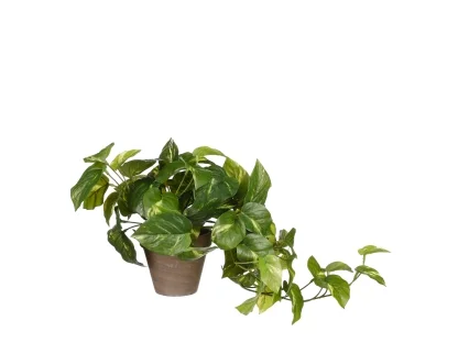 צ.מ- פוטוס בעציץ 1.0