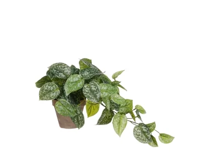 צ.מ- סקנדנס בעציץ 1.0