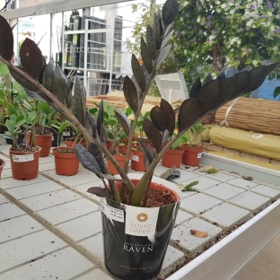 זמיקולה רייבן שחורה בנטל - ע.17