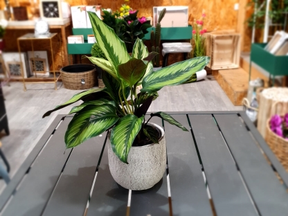 קלתיאה פינסטריפ בנטל- ע. 12