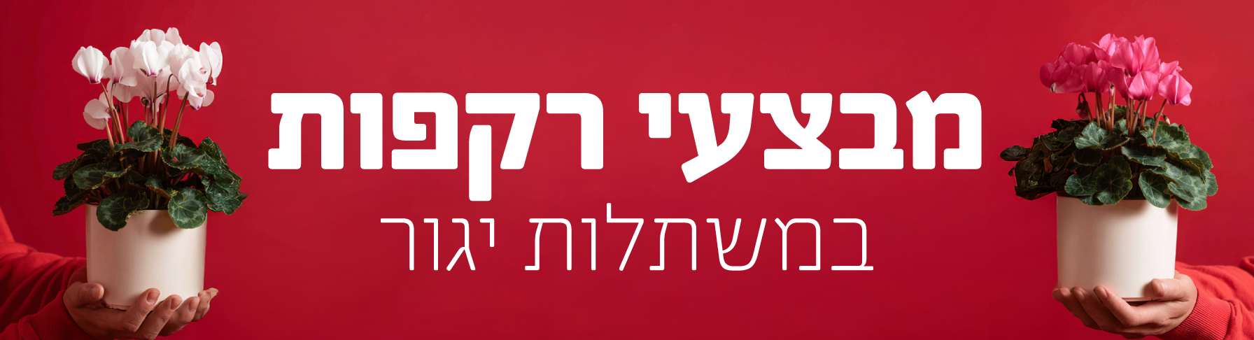 מבצעי רקפות במשתלות יגור