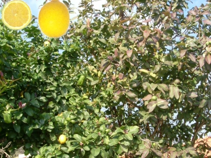 הדר לימון יוריקה - 10 ל'